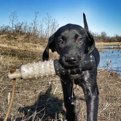 A lab puppy carrying a training dummy